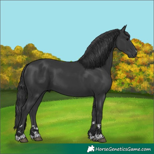 Horse Color:Black 