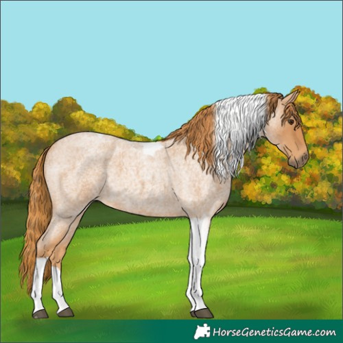 Horse Color:Red Roan Tobiano 