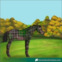 Horse Color:Gray Plaid  Black 