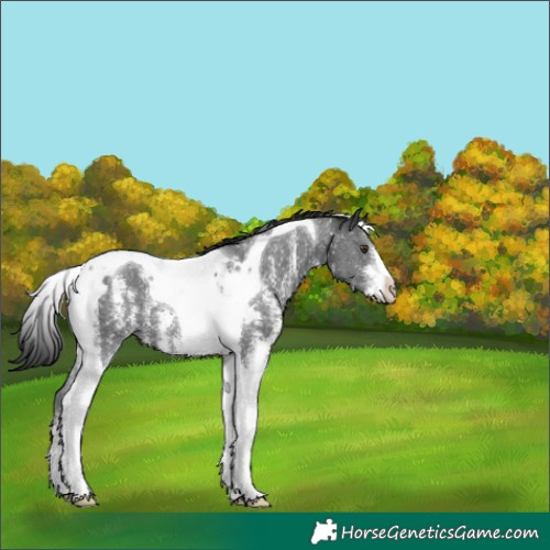 Horse Color:Liver Chestnut Sabino Tobiano 