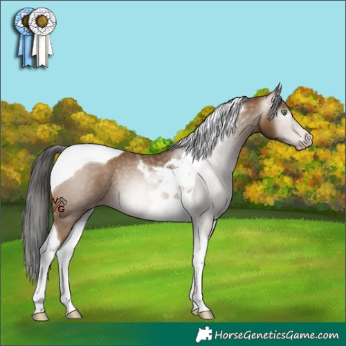 Horse Color:Gray Amber Champagne Tobiano Rabicano 