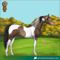 Horse Color:Gray Amber Champagne Tobiano Appaloosa Rabicano 