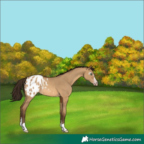 Horse Color:Gray Amber Champagne Dun Appaloosa Rabicano 