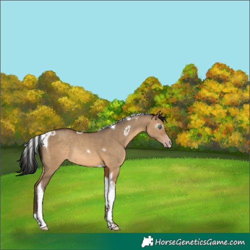 Horse Color:Gray Amber Champagne Dun Tobiano Rabicano 