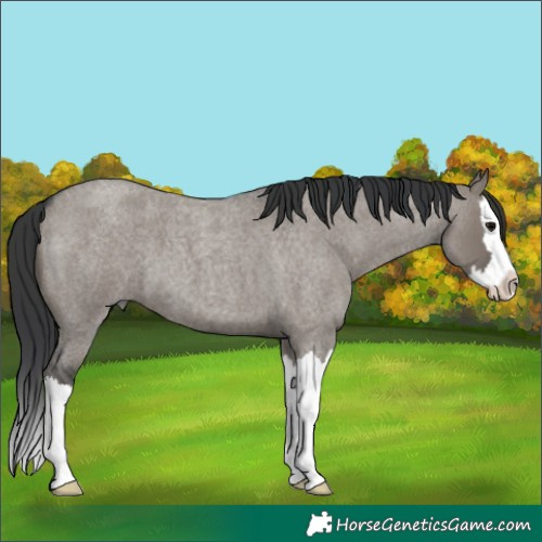 Horse Color:Unknown 