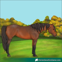 Horse Color:Unknown 