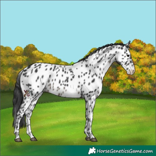 Horse Color:Black Appaloosa 