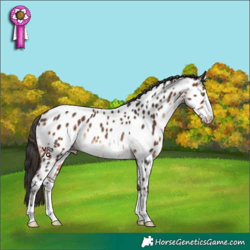 Horse Color:Brown Appaloosa Rabicano 