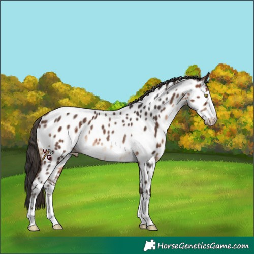 Horse Color:Brown Appaloosa Rabicano 