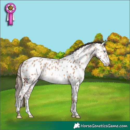 Horse Color:Amber Champagne Appaloosa 