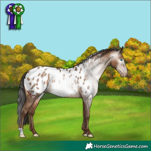 Horse Color:Gray Amber Champagne Appaloosa 