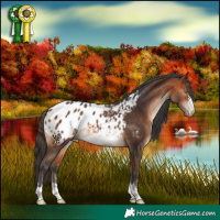 Horse Color:Bay Blanket Rabicano 