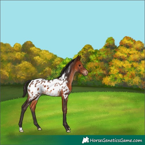 Horse Color:Bay Appaloosa 