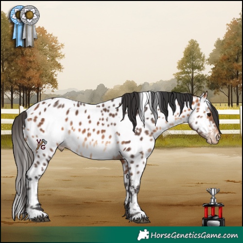 Horse Color:White Spotted Bay Appaloosa 