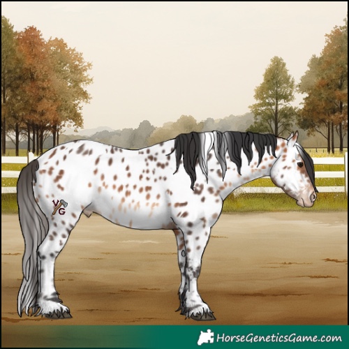 Horse Color:White Spotted Bay Appaloosa 