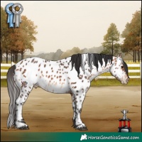 Horse Color:White Spotted Bay Appaloosa 