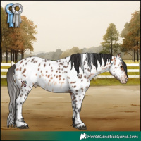 Horse Color:White Spotted Bay Appaloosa 