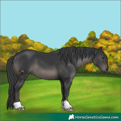 Horse Color:Black 
