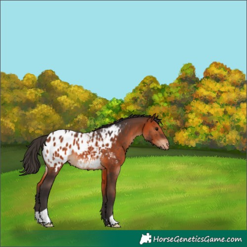 Horse Color:Bay Appaloosa 