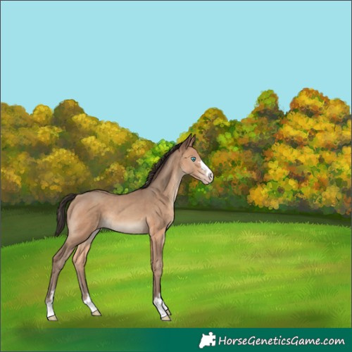 Horse Color:Amber Champagne 