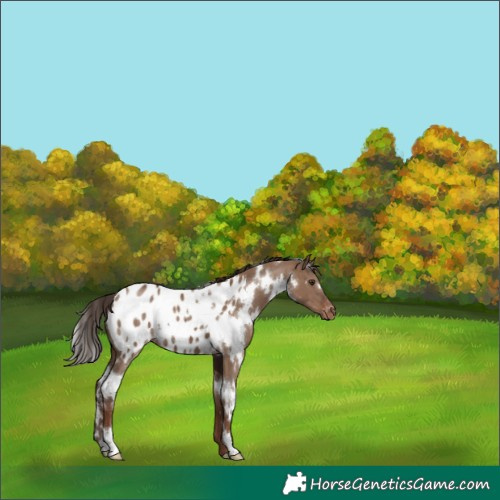 Horse Color:White Spotted Liver Red Dun Appaloosa 
