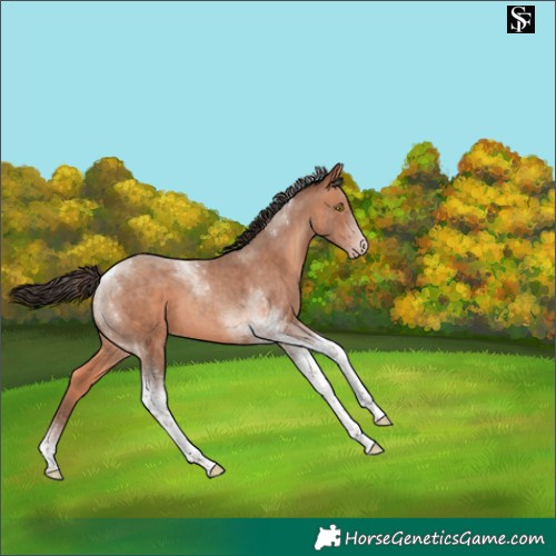 Horse Color:Amber Champagne Tobiano 