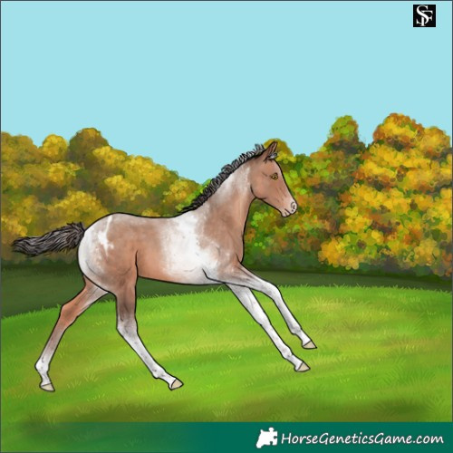 Horse Color:Sable Champagne Tobiano Varnish 