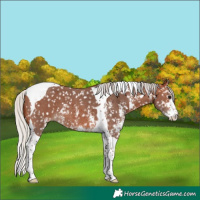 Horse Color:Silver Brown Sabino Tobiano Appaloosa 
