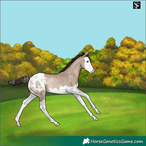 Horse Color:Sable Champagne Dun Splash Appaloosa Rabicano 