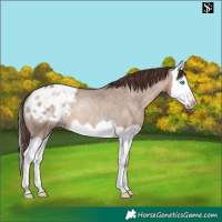 Horse Color:Sable Champagne Dun Splash Appaloosa Rabicano 