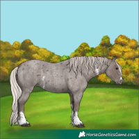 Horse Color:Silver Blue Roan Sabino 
