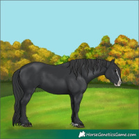 Horse Color:Black Splash