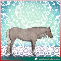 Horse Color:Silver Blue Roan Sabino