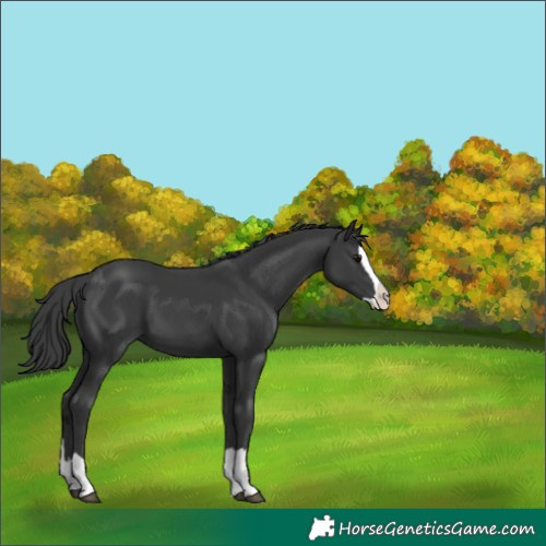 Horse Color:Black Splash 