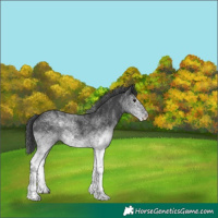 Horse Color:White Spotted Black 