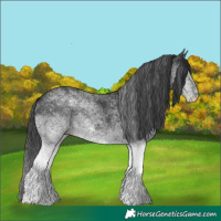 Horse Color:White Spotted Black 