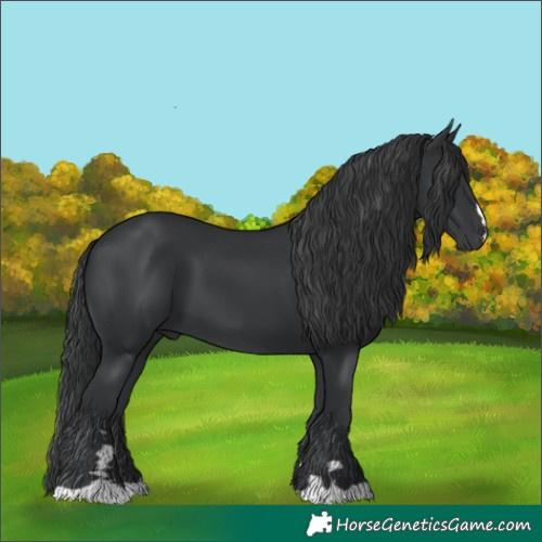 Horse Color:Black 