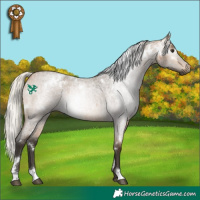 Horse Color:Gray White Spotted Silver Buckskin Roan