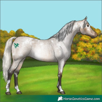 Horse Color:Gray White Spotted Silver Buckskin Roan 