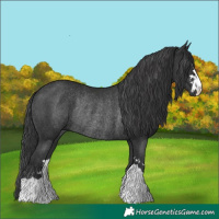 Horse Color:Black Rabicano 