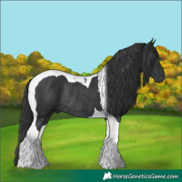 Horse Color:Black Tobiano Rabicano