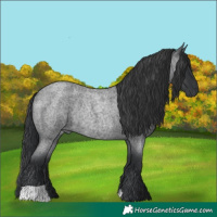 Horse Color:Blue Roan Rabicano 