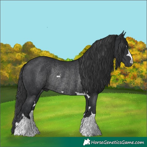 Horse Color:Black Rabicano 