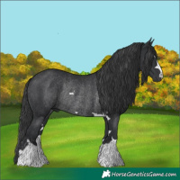 Horse Color:Black Rabicano 