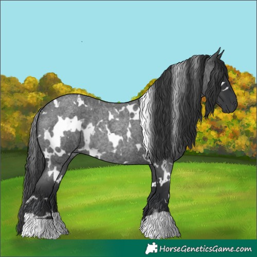 Horse Color:White Spotted Blue Roan Rabicano 