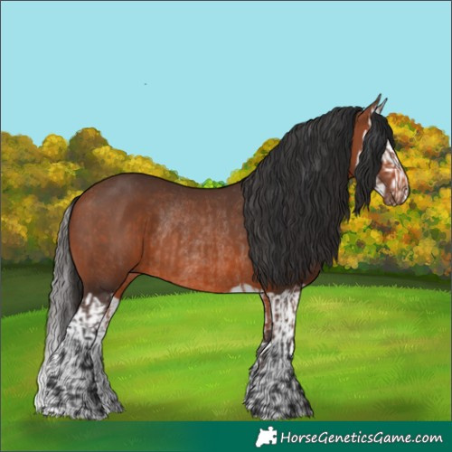 Horse Color:Bay Rabicano and Bay Splash Rabicano