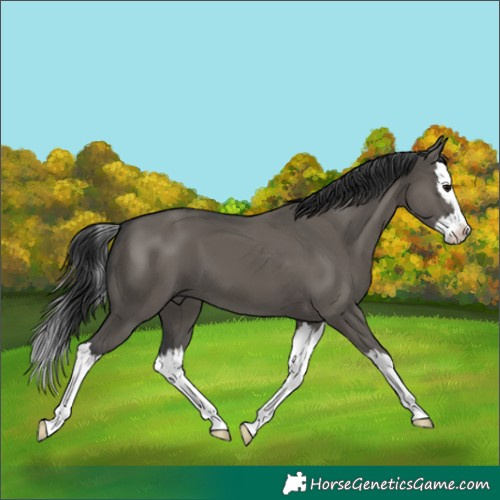 Horse Color:Unknown 