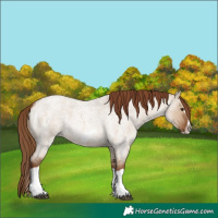 Horse Color:Red Dun Roan Splash Frame Rabicano 
