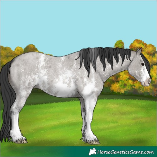 Horse Color:Grullo Roan Sabino 