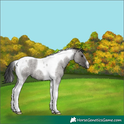 Horse Color:Grullo Roan Tobiano 